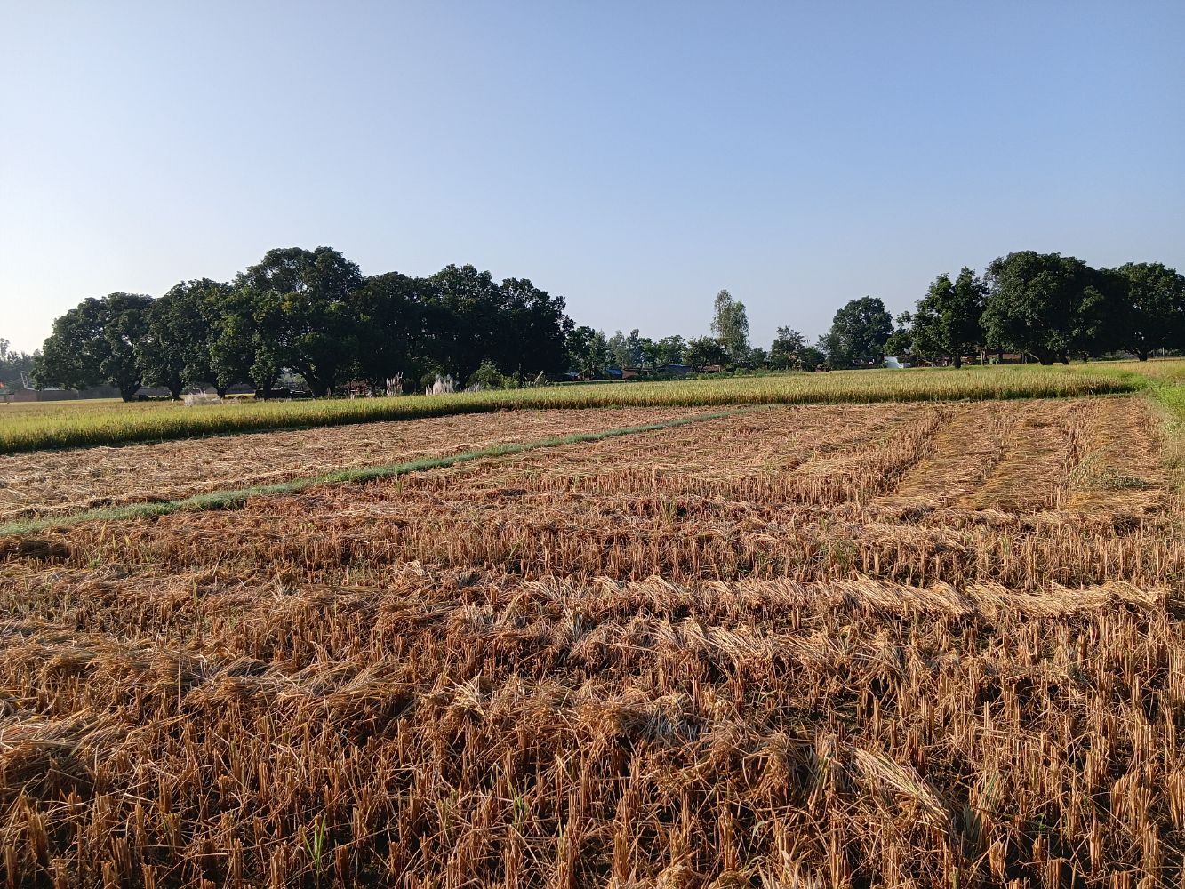 चारैतिर दशैँको रौनकता छाएपनि बाँकेका किसानलाई धान भित्र्याउने चटारो चारैतिर दशैँको रौनकता छाएपनि बाँकेका किसानलाई धान भित्र्याउने चटारो