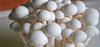 जङ्गली च्याउ खाँदा बालिकाको मृत्यु जङ्गली च्याउ खाँदा बालिकाको मृत्यु