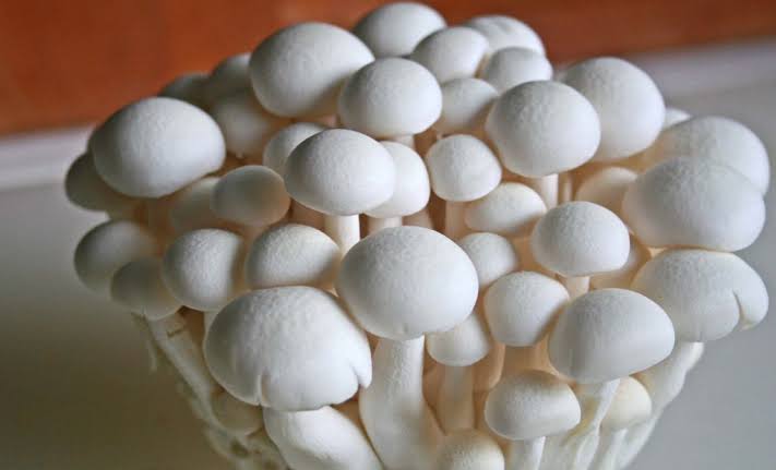 जङ्गली च्याउ खाँदा बालिकाको मृत्यु जङ्गली च्याउ खाँदा बालिकाको मृत्यु